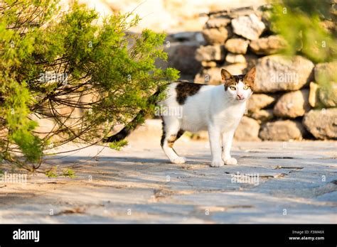 Alley Of The Cats Hi Res Stock Photography And Images Alamy