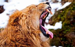 Lion, Yawning, Animals, Wallpapers, Hd, Desktop, And, Mobile