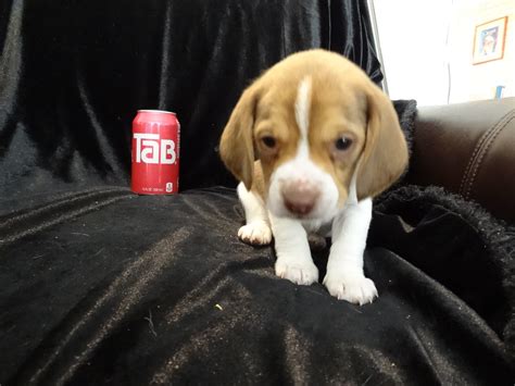 Beagle puppies are amazing companions. Female Pure Bred Mini Tiny Pocket Beagle Puppy For Sale ...