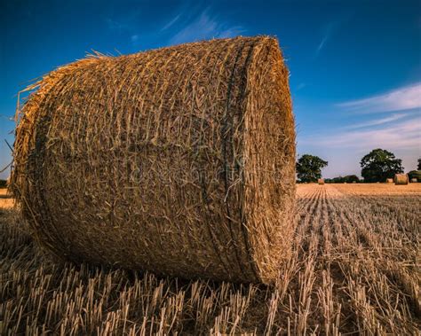 Round Hay Bales After Harvesting In A Field Stock Photo Image Of