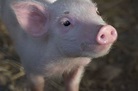 夏綠蒂的網 Charlotte's Web 劇照 - Yahoo奇摩電影戲劇