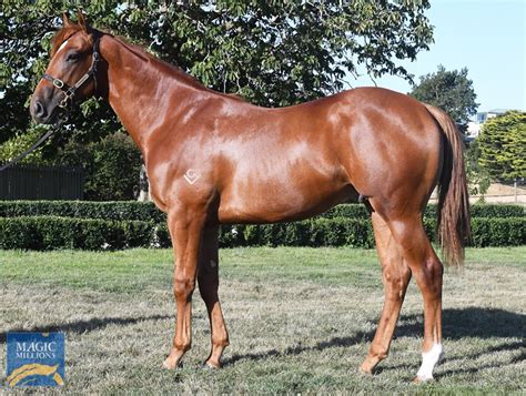 2020 Tasmanian Yearling Sale Lot 39 Lionhearted Aus Natural