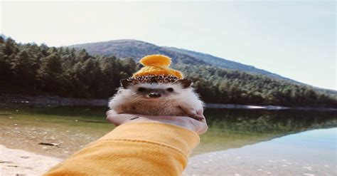 Hedgehogs Can Wear Hats Too Aww