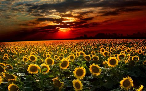 Download Wallpaper For 1280x720 Resolution Awesome Sunset Sunflower