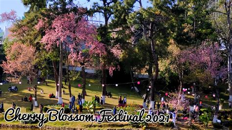 Cherry Blossom Festival Shillong Youtube