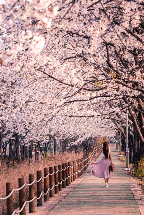 The Best Places To See Cherry Blossoms In South Korea