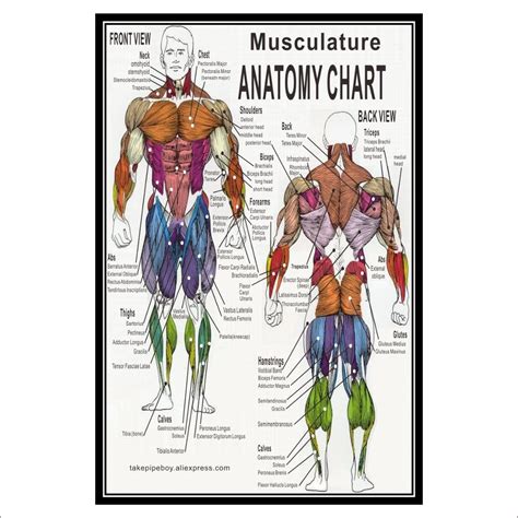 Muscles 4 human body muscles labeled muscle anatomy the. Muscular System Anatomical Poster Muscle Anatomy Chart ...
