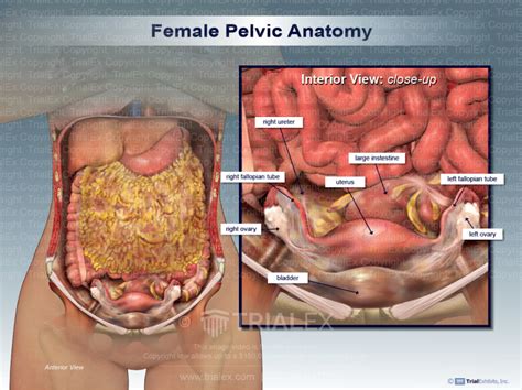Female Pelvic Anatomy Trialexhibits Inc