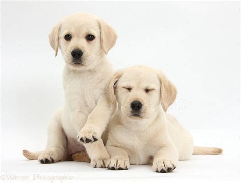 Dogs Yellow Labrador Retriever Puppies 8 Weeks Old Photo Wp37860