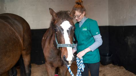 Their grooming service is top. Worm Control in Horses | Whitehouse Veterinary Clinic | We ...