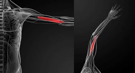 Brachialis Muscle Anatomy Function Treatment