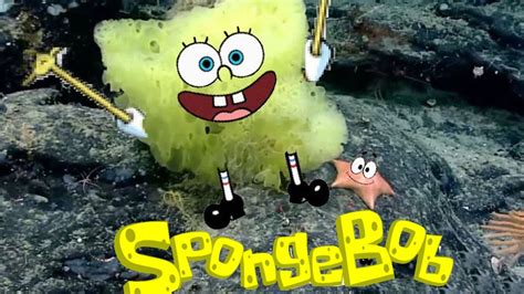 Real Life Spongebob Caught On Camera Youtube