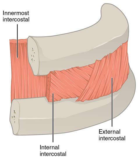 Intercostals Muscles Information