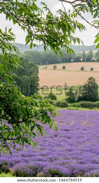 English Lavender Fields Kent Stock Photo 1464784919 Shutterstock