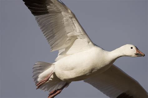 Snow Goose Flying Bosque Del Apache Photograph By Sebastian