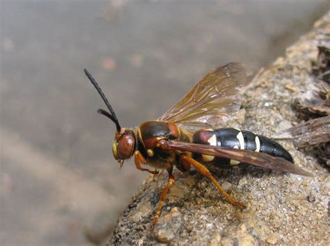 What you should know about the other 'killer' wasps you're seeing lately. Cicada Killer Wasps Are on the Wing « Elsa Youngsteadt