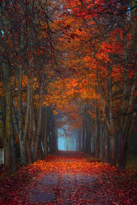 Autumn Fall Foggy Morning In The Maple Forest Vibrant Colors Stock