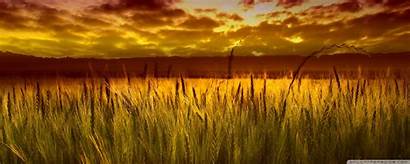 Wheat Field Fields Sunset Colorful Wallpapers Background
