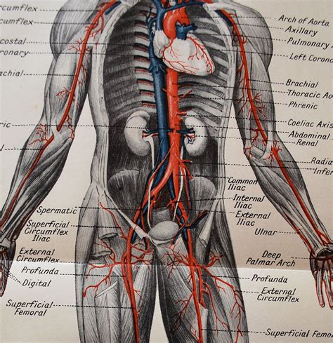 Anatomy Illustration Of Human Body Roka Getdrawings Torso Anatomical