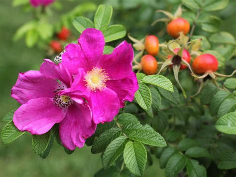 How To Propagate Wild Roses My Heart Lives Here