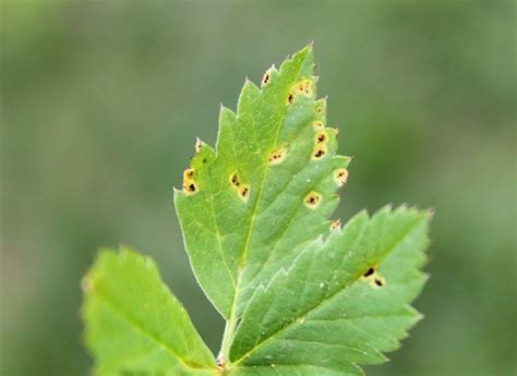Growing Mint How To Spot And Deal With The Mint Rust Disease