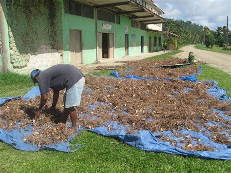 Value Of Kava Farming For Rabis Economy