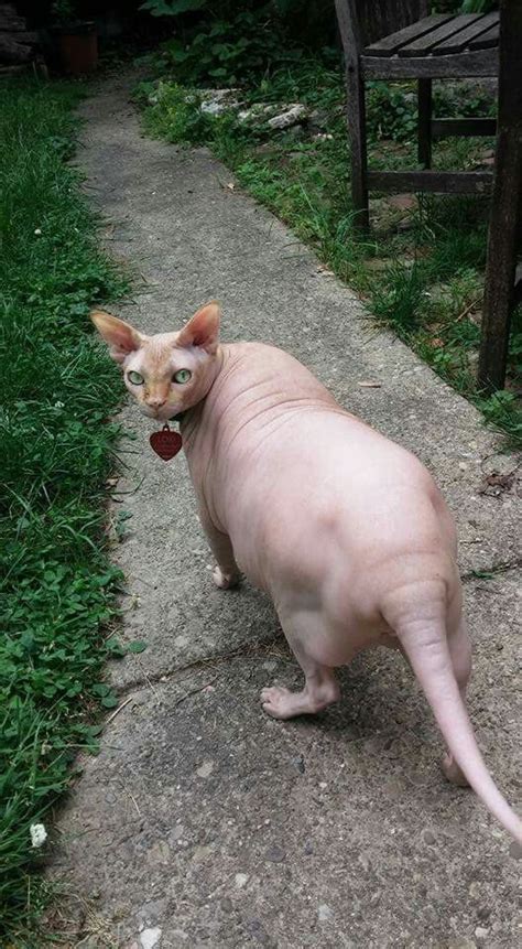 Fat Hairless Cat