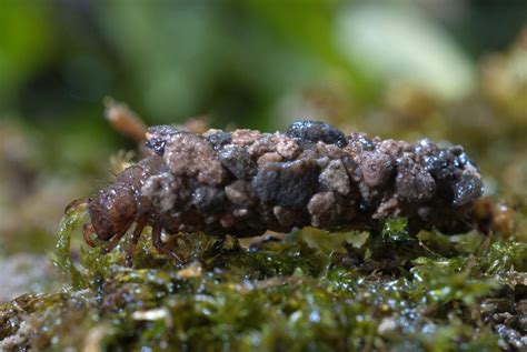 Air Breathing Animals That Live Under Water Animalogic