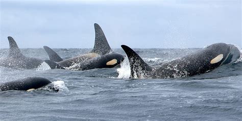The Last Generation Southern Resident Orcas In Danger Of Extinction