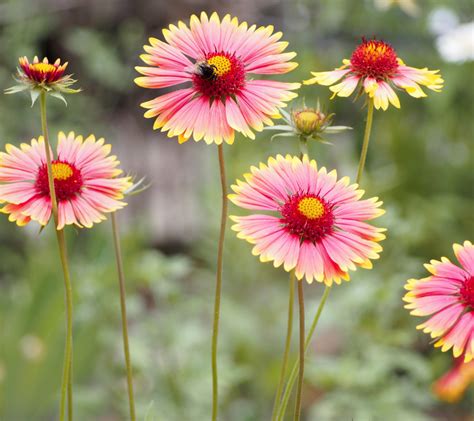 23 Beautiful Annual Flowers That Bloom All Summer