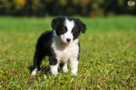 Border Collie Dog Breed Information Buying Advice Photos And Facts