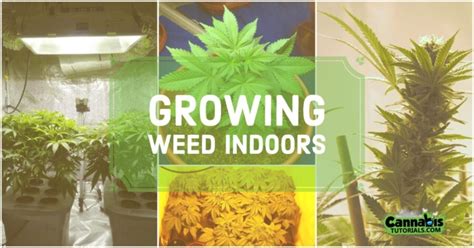 How To Grow Weed Indoors A Beginners Guide