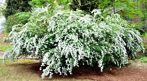 Must Have Shrubs With White Flowers To Extend The Life Of Your Garden