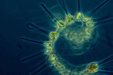 Microscopic Marine Creatures Driving Earths Temperature Uct News