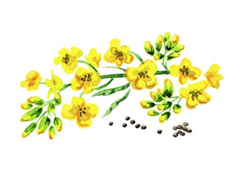 Mustard Seed Plant Illustrations Royalty Free Vector Graphics And Clip
