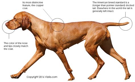 Vizsla Dog Breed The Hungarian Pointer Pawversity