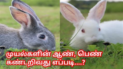 Care of pregnant and delivered rabbit and newly born kittens basic quail care and how to tell male from female. முயல்களில் ஆண் பெண் கண்டறிவது எப்படி/How to find a male ...