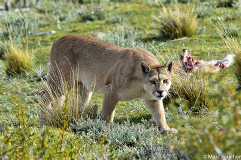 Puma Puma Concolor INaturalist Chile