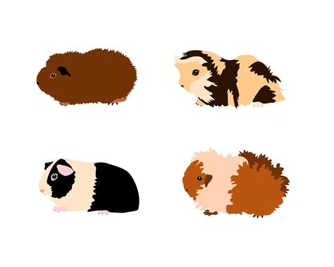 Guinea Pig Breedsr In Color Style Pet Rodents Collection And Icons