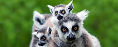 Todo Lo Necesario Para Viajar A Madagascar Easyviajar