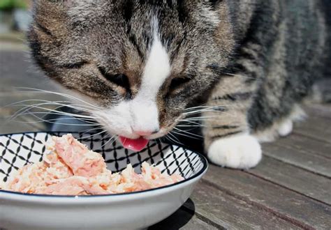 Feeding a homemade diet based solely on fish is dangerous for cats, and fish should be incorporated into a homemade diet very carefully and in moderation. Can Cats Eat Canned Tuna? Benefits & Potential Health Concerns