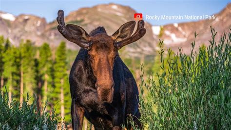 Wildlife In Rocky Mountain National Park Youtube