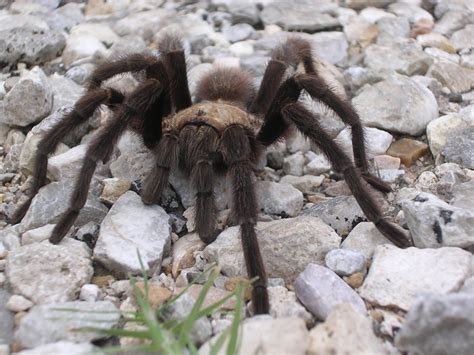 Thousands Of Tarantulas Are Beginning Their Migration In Colorado