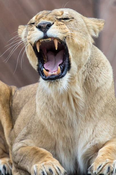 Lion Roaring Sound Stock Photos Pictures And Royalty Free Images Istock