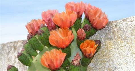 ¿te gustaría que tus cactus lucieran preciosos, fuertes y altos? Descubre cómo saber si tu cactus es un cactus y no otra ...