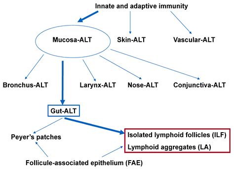 Mucosa Associated Lymphoid Tissue