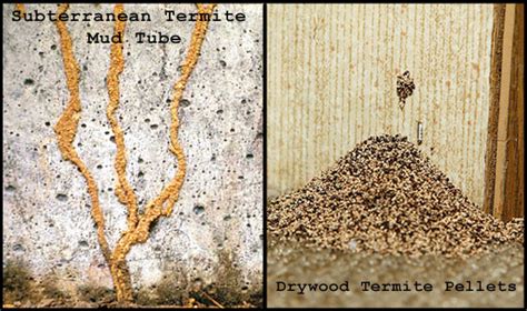 Termite droppings and other signs. Anti termite - Biochem pest control