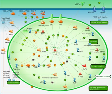 transcription p53 signaling pathway pathway map primepcr life science bio rad