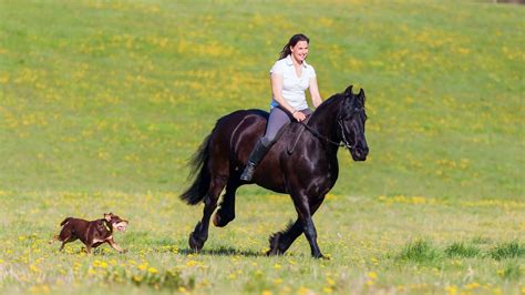 What Are Friesian Horses Used For 5 Uses That May Surprise