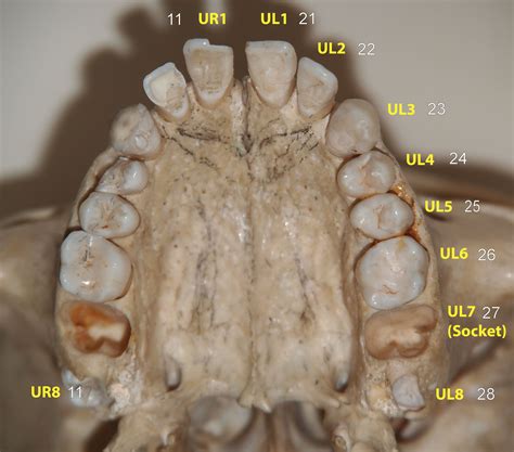 Dental Age Estimation Anatomy Permanent Dentition